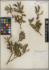 Foto von Salix lemmonii Bebb
